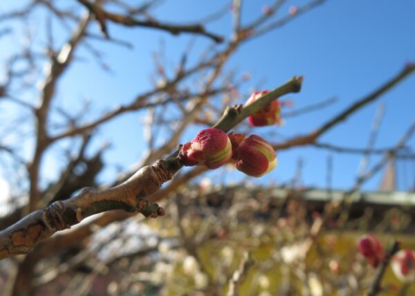 早春のイメージ画像